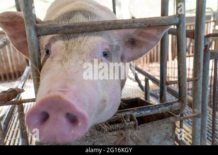 Nahaufnahme des Zuchtschweins auf dem Hof warten auf Nahrung, Selective FOCUS Soft Focus. Stockfoto