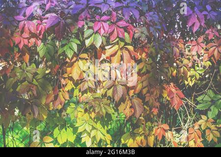 Herbst rot grün lila und gelben Hintergrund der Maiden Trauben Blätter Stockfoto