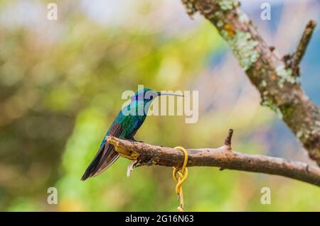 Leuchtend blau und grasgrün Colibri Coruscans Stockfoto