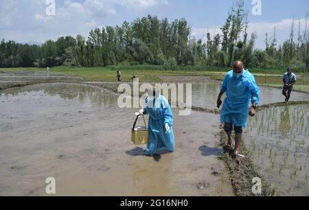 Kaschmir, Indien. Juni 2021. Gesundheitshelfer, die zu einer besonderen Impfaktion für die Landwirte am Arbeitsplatz kommen. Kredit: Majority World CIC/Alamy Live Nachrichten Stockfoto