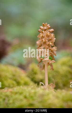 Vögel nisten Orchidee, Neottia nidus-avis, Ende Mai in einem Oxfoedshire Wald Stockfoto