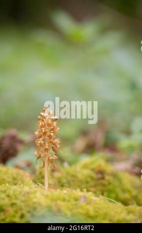 Vögel nisten Orchidee, Neottia nidus-avis, Ende Mai in einem Oxfoedshire Wald Stockfoto