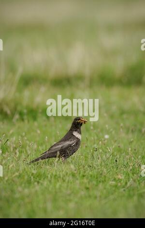 Ring Ouzel, Turdus torquatus, sucht auf seinen Brutplätzen im schottischen Hochland nach Nahrung. Stockfoto