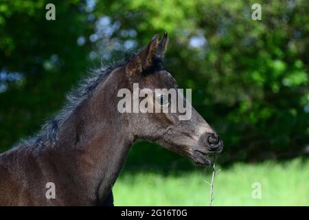 Porträt eines niedlichen jungen schwarzen Warmblutfohlens mit grünem Hintergrund, knabbernd auf einem trockenen Ast. Stockfoto