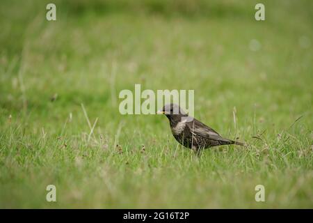 Ring Ouzel, Turdus torquatus, sucht auf seinen Brutplätzen im schottischen Hochland nach Nahrung. Stockfoto