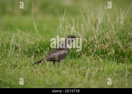 Ring Ouzel, Turdus torquatus, sucht auf seinen Brutplätzen im schottischen Hochland nach Nahrung. Stockfoto