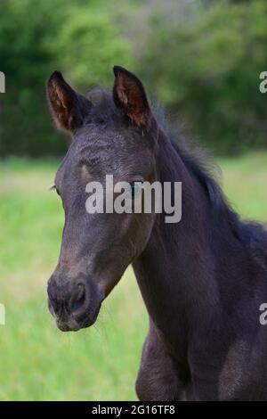 Porträt eines niedlichen jungen schwarzen Warmblutstutfohlens, das auf einer grünen Wiese steht. Stockfoto