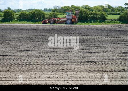 Im Frühling auf der Rückseite des gepflügten Feldes Stockfoto