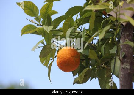 Weimar, Deutschland. Juni 2021. An einem bitteren Orangenbaum im Innenhof der Orangerie bei der Eröffnung des Weimarer Gartenlust im Schloss Belvedere und Park hängt eine Orange. Mit dem Kauf von 70 Bitterorangen konnte das barocke Bild des Innenhofs der Orangerie erstmals mit insgesamt 120 Bitterorangen nachgebildet werden. Quelle: Bodo Schackow/dpa-Zentralbild/dpa/Alamy Live News Stockfoto