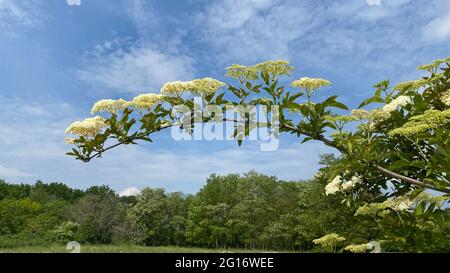 Zweig des weißen Ältesten auf einem Hintergrund von blauem Himmel. Deutschland, Europa. Stockfoto