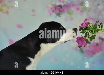 Labrador schnüffelt eine wilde Rose Stockfoto