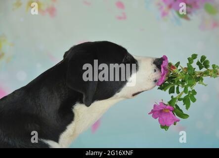 Labrador schnüffelt eine wilde Rose Stockfoto