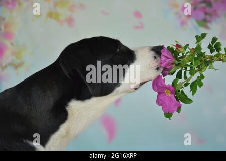 Labrador schnüffelt eine wilde Rose Stockfoto