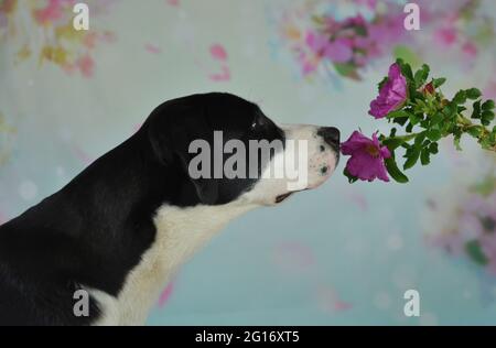 Labrador schnüffelt eine wilde Rose Stockfoto