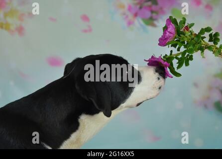 Labrador schnüffelt eine wilde Rose Stockfoto