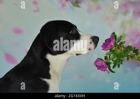 Labrador schnüffelt eine wilde Rose Stockfoto