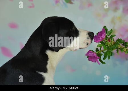 Labrador schnüffelt eine wilde Rose Stockfoto