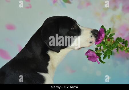 Labrador schnüffelt eine wilde Rose Stockfoto