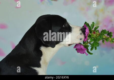 Labrador schnüffelt eine wilde Rose Stockfoto