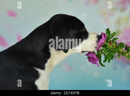 Labrador schnüffelt eine wilde Rose Stockfoto