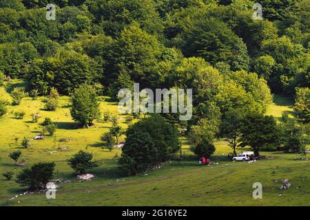 Die Leute machen ein Picknick unter dem Baum Stockfoto