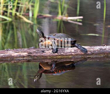 Gemalte Schildkröte, die auf einem Baumstamm ruht, mit Körperreflexion und Darstellung ihrer Schildkrötenschale, ihres Kopfes und ihrer Pfoten in ihrer Umgebung und ihrem Lebensraum. Stockfoto