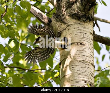 Specht fliegt aus seinem Nest mit ausgebreiteten Flügeln mit verschwommenem Hintergrund in seiner Umgebung und Umgebung. Specht Hairy Image. Bild. Stockfoto