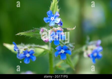 Wildes grünes Alkanett (Pentaglottis sempervirens) Mit schönen blauen Bienen, die Blumen anziehen Stockfoto