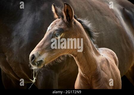 Nahaufnahme eines einwöchigen Stutfohlens (Vollblut-Trakehner-Pferd) mit Stute im Hintergrund Stockfoto