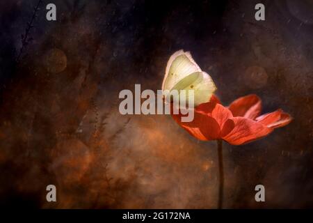 Schmetterling (Gonepteryx rhamni) auf einer Anemonblume Stockfoto