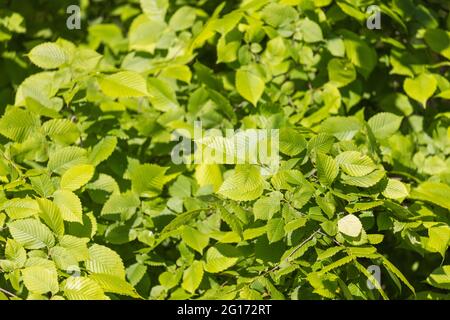 Blätter von Ulmus laevis, europäische weiße Ulme Stockfoto