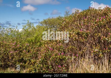 Rhododendron hat die Grafschaft Sligo in Irland invidiert. Stockfoto