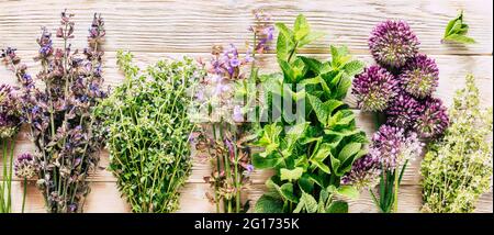 Ernte von Heilpflanzen. Heilende würzige Kräuter auf weißem Holzhintergrund. Alternative Medizin. Ayurveda Stockfoto