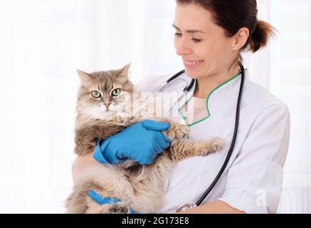 Graue Katze bei Termin Stockfoto