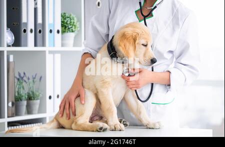 Untersuchung des Hundes in der Klinik Stockfoto