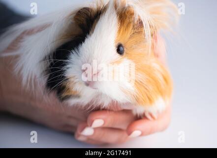 Lustige Kavie in den Händen Stockfoto