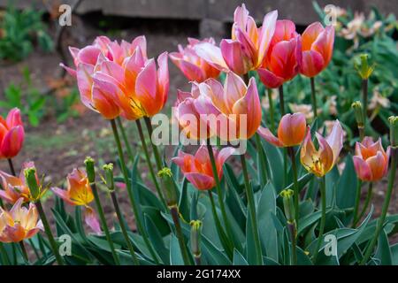 Nahaufnahme von orangegelben und rosa marmorierten Tulpen Ein Garten mit dunklem Bokeh Hintergrund Stockfoto