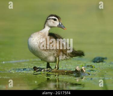 Ein Entenduck, Aix sponsa, der sich am frühen Morgen auf einem Baumstamm aufmacht, um die Sonnenstrahlen auf einem Seitenteich der Wasserwege des Rideau-Kanals zu genießen. Stockfoto