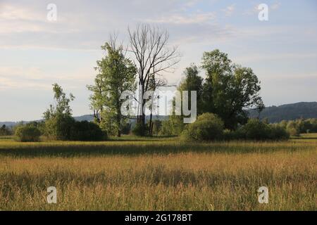 Malerische Abendszene in der Nähe von Wetzikon. Marschland und Bäume im goldenen Sonnenlicht. Stockfoto