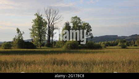 Malerische Abendszene in der Nähe von Wetzikon. Marschland und Bäume im goldenen Sonnenlicht. Stockfoto