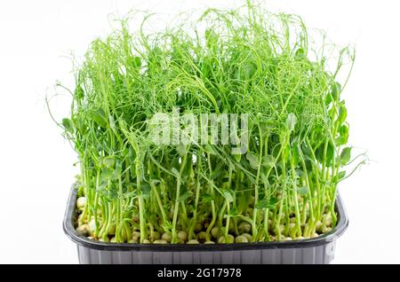 Microgreen Erbsenkeimlinge aus der Nähe, Seitenansicht. Junge Sprossen aus Erbsen, gesundes Lebensmittelkonzept Stockfoto