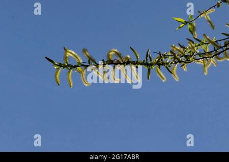 Blätter und Blütenstand einer weißen Weide Salix alba im Frühling, Sofia, Bulgarien Stockfoto