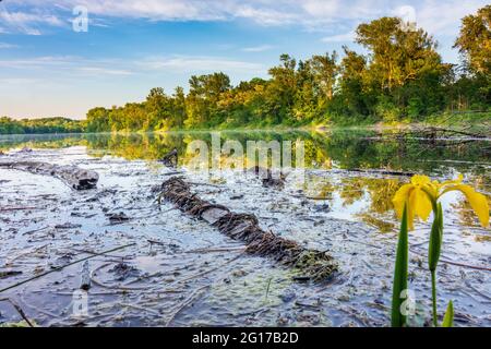 Wien, Wien: oxbowsee Donau-oder-Kanal in Lobau, Teil des Nationalparks Donau-Auen, Blume Sumpf-Schwertlilie (Iris pseuda Stockfoto