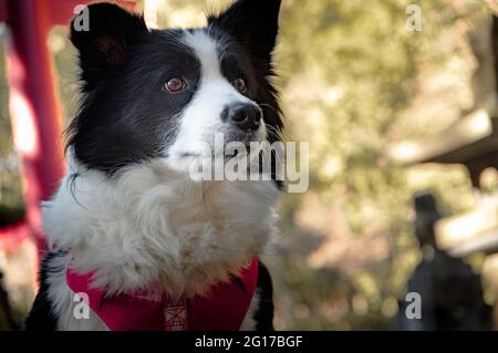 Border Collie am Haupttorii-Tor des Kitaguchi Hongu Fuji Sengen-jinja-Schreins am Fuße des Mt. Fuji. Stockfoto