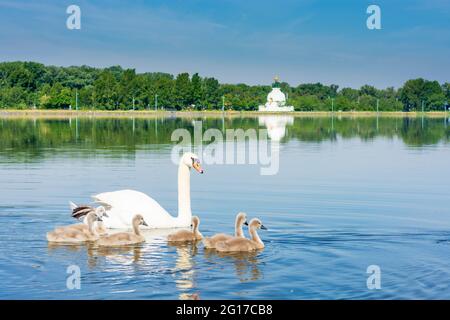 Wien, Wien: Familie des stummen Schwans (Cygnus olor) mit Küken, Donau (Donau), Pagode Friedenspagode 22. Donaustadt, Wien, Österreich Stockfoto