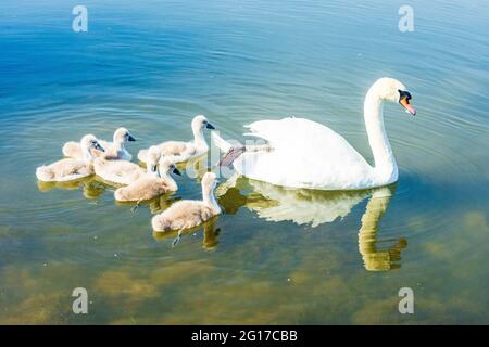 Wien, Wien: Familie des stummen Schwans (Cygnus olor) mit Küken, Donau (Donau) 22. Donaustadt, Wien, Österreich Stockfoto