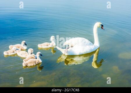 Wien, Wien: Familie des stummen Schwans (Cygnus olor) mit Küken, Donau (Donau) 22. Donaustadt, Wien, Österreich Stockfoto