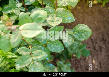 Rosen im Frühjahr von Schädlingen und Krankheiten befruchten. Behandlung von Pflanzen von schädlichen Insekten, flüssige Fütterung. Spritzen mit Kupfer und Eisensulfat. Inse Stockfoto