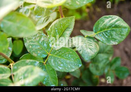 Rosen im Frühjahr von Schädlingen und Krankheiten befruchten. Behandlung von Pflanzen von schädlichen Insekten, flüssige Fütterung. Spritzen mit Kupfer und Eisensulfat. Inse Stockfoto