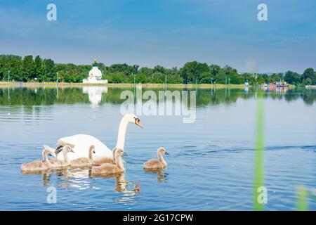 Wien, Wien: Familie des stummen Schwans (Cygnus olor) mit Küken, Donau (Donau), Pagode Friedenspagode 22. Donaustadt, Wien, Österreich Stockfoto